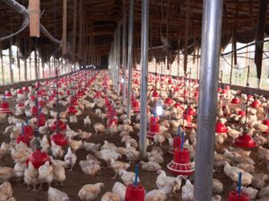 Poultry Farm for Sale Jhelum Chakwal road