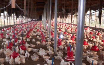 Poultry Farm for Sale Jhelum Chakwal road